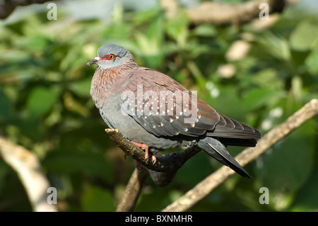 Columba guinea Speckled Pigeon Rock monde des oiseaux en captivité de l'Afrique du Sud Cape Town Banque D'Images