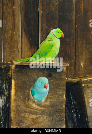 Perruche à collier indien Psittacula krameri manillensis monde des oiseaux en captivité en Afrique du Sud, Cape Town Banque D'Images