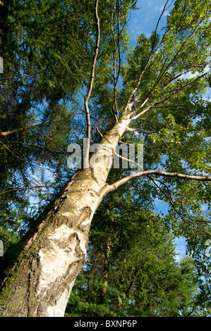 Silver Birch Tree, Betula pendula. Lake District, UK Banque D'Images