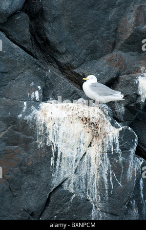 Mouettes tridactyles, de nidification (Rissa tridactyla). L'île de Craigleith, Firth of Forth, UK Banque D'Images