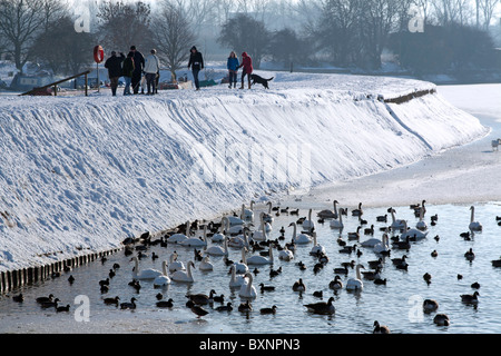 Frozen Tring Réservoirs - Buckinghamshire Banque D'Images