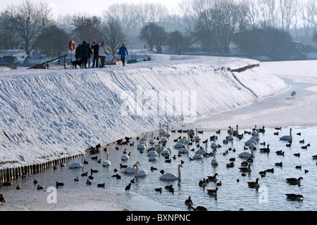 Frozen Tring Réservoirs - Buckinghamshire Banque D'Images