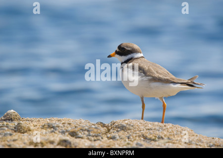 Gravelot adultes (Charadrius hiaticula) debout sur le roc. Troon, Ecosse Banque D'Images