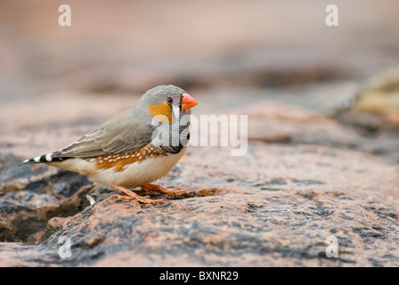 Homme diamant mandarin (Taeniopygia guttata). Kata Tjuta National Park, en Australie. Banque D'Images