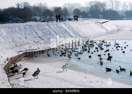 Frozen Tring Réservoirs - Buckinghamshire Banque D'Images