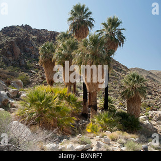 L'Fortynine Palms Oasis dans Joshua Tree National Park Banque D'Images