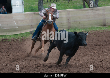 Un cowboy montre ses compétences à couper des bovins à l'Ebor camp annuel projet de compétition près de Armidale Nouvelle Galles du Sud Banque D'Images