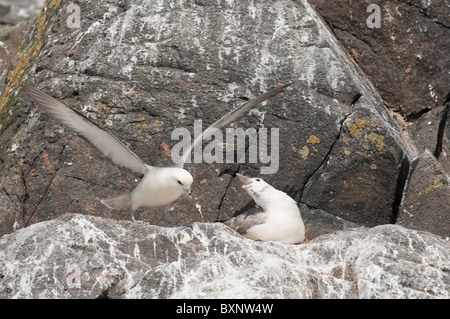 Le Fulmar (Fulmarus glacialis), de nidification. Bass Rock, Firth of Forth, UK Banque D'Images