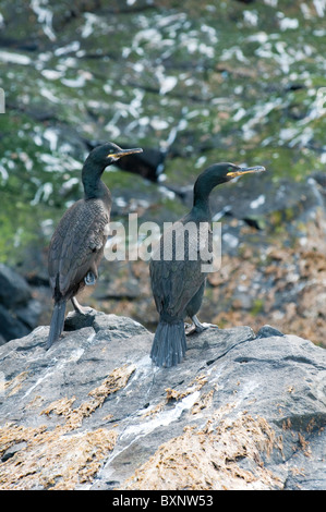 Paire de cormorans, Phalacrocorax aristotelis. L'île de Craigleith, Firth of Forth, UK Banque D'Images