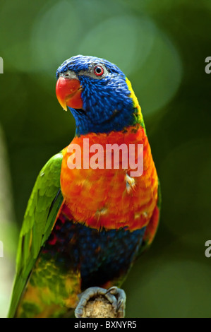 Rainbow Lorikeet Banque D'Images