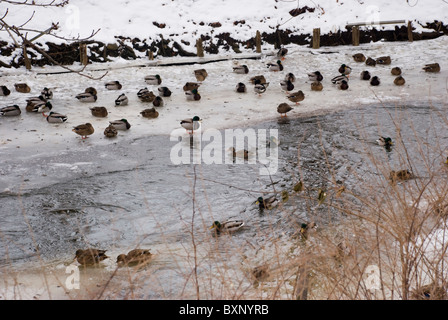 Canards en appui sur des flocons de glace dans le flux de sæby Banque D'Images