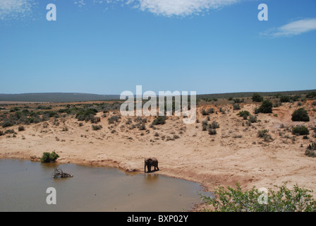 Troupeau d'éléphants d'Afrique à Addo Elephant National Park, Afrique du Sud Banque D'Images