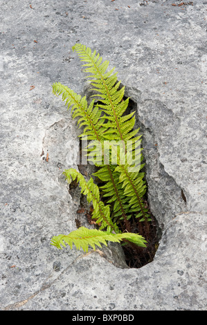 Bouclier dur (Fougère Polystichum aculeatum) à Gryke Banque D'Images