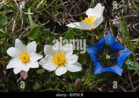 Aven de montagne (Dryas octopetala) avec la gentiane de Clusius (Gentiana clusii) Banque D'Images