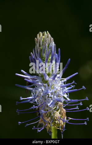 (Phyteuma nigrum Rampion noire), capitule. Banque D'Images