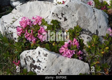 (Rhododendron hirsutum Alpenrose poilue) Banque D'Images