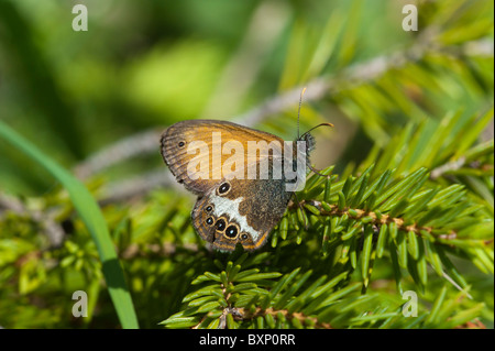 Pearly Heath (Coenonympha arcania) papillon Banque D'Images