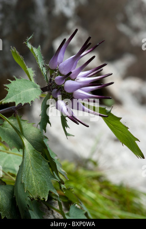 La Griffe du diable (Physoplexis comosa) Banque D'Images