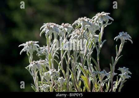 Edelweiss (Leontopodium alpinum) Banque D'Images