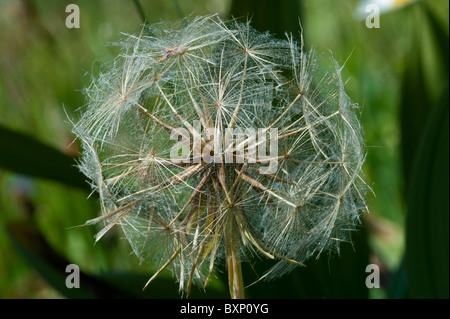 Barbe seedhead (Tragopogon pratensis) Banque D'Images