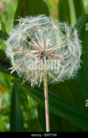 Barbe seedhead (Tragopogon pratensis) Banque D'Images