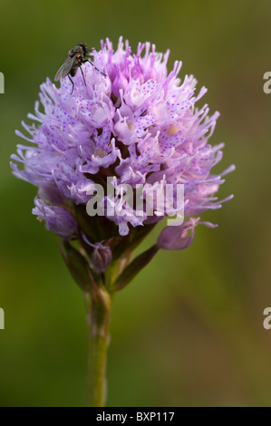 Orchidée à tête ronde (Traunsteinera globosa) Banque D'Images