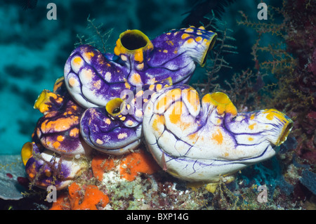 Plissée ou sea squirt Polycarpa aurata. Misool, Raja Empat, Papouasie occidentale, en Indonésie. Banque D'Images