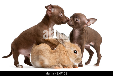 Deux chiots Chihuahua et un lapin, 10 in front of white background Banque D'Images