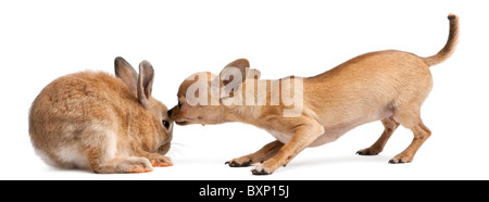 Chihuahua en interaction avec un rabbit in front of white background Banque D'Images