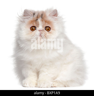 Chaton persan, 3 mois, in front of white background Banque D'Images