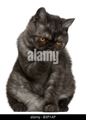 Exotic Shorthair chaton, âgé de 4 mois, in front of white background Banque D'Images