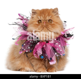 Chaton persan, âgé de 4 mois, portant le collier de fête, in front of white background Banque D'Images