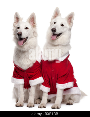 Berger Blanc Suisse ou Berger Blanc Suisse chiens wearing Santa oufit, 2 ans, in front of white background Banque D'Images