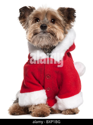 Yorkshire Terrier wearing Santa outfit, 9 ans, in front of white background Banque D'Images