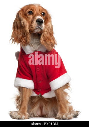 Cocker Anglais wearing Santa outfit, 10 years old, in front of white background Banque D'Images