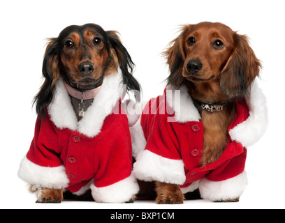 Teckels wearing Santa tenues, 18 mois et 3 ans, in front of white background Banque D'Images