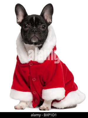 Bouledogue français chiot wearing Santa outfit, 10 years old, in front of white background Banque D'Images