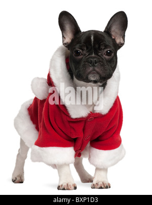Bouledogue français chiot wearing Santa outfit, 10 years old, in front of white background Banque D'Images