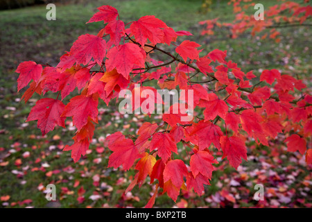 Acer rubrum October Glory Banque D'Images