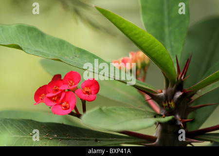 Libre d'Euphorbia milii fleurs photo Banque D'Images