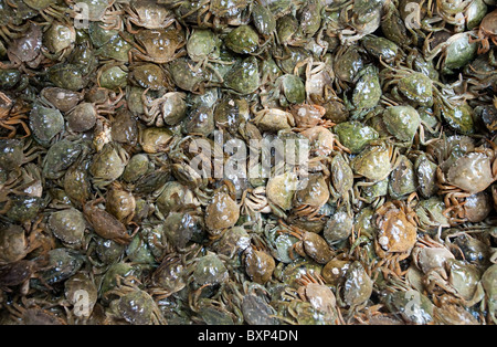 Les crabes minuscules dans une pile au fish market Banque D'Images