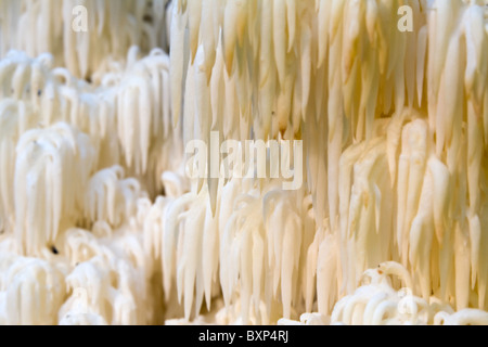 Un close-up de tête d'Ours (Hericium abietis), un champignon comestible. Banque D'Images