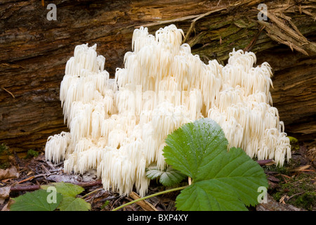 Une image d'Ours (tête, un Hericium abietis) champignons sauvages comestibles. Banque D'Images