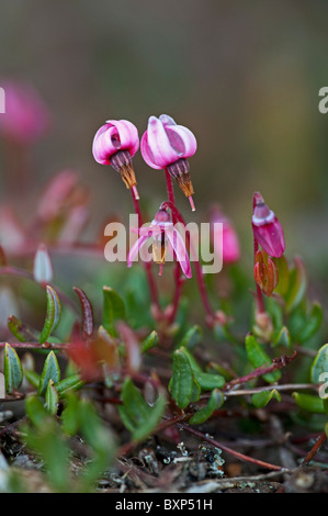 Canneberge (Vaccinium oxycoccus), fleurs Banque D'Images