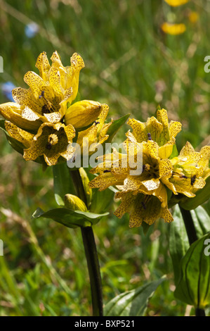 Gentiane (Gentiana punctata tacheté) Banque D'Images