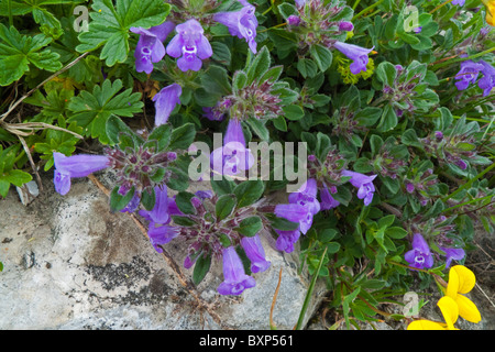 Acinos alpinus (menthe alpine) Banque D'Images