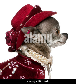 Chihuahua portant des red hat, 7 ans, in front of white background Banque D'Images