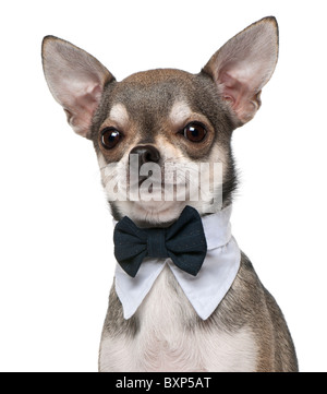 Chihuahua portant bowtie, 3 ans, in front of white background Banque D'Images