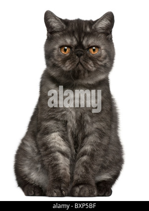 Exotic Shorthair chaton, âgé de 4 mois, in front of white background Banque D'Images