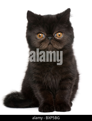 Exotic Shorthair chaton, 3 mois, in front of white background Banque D'Images